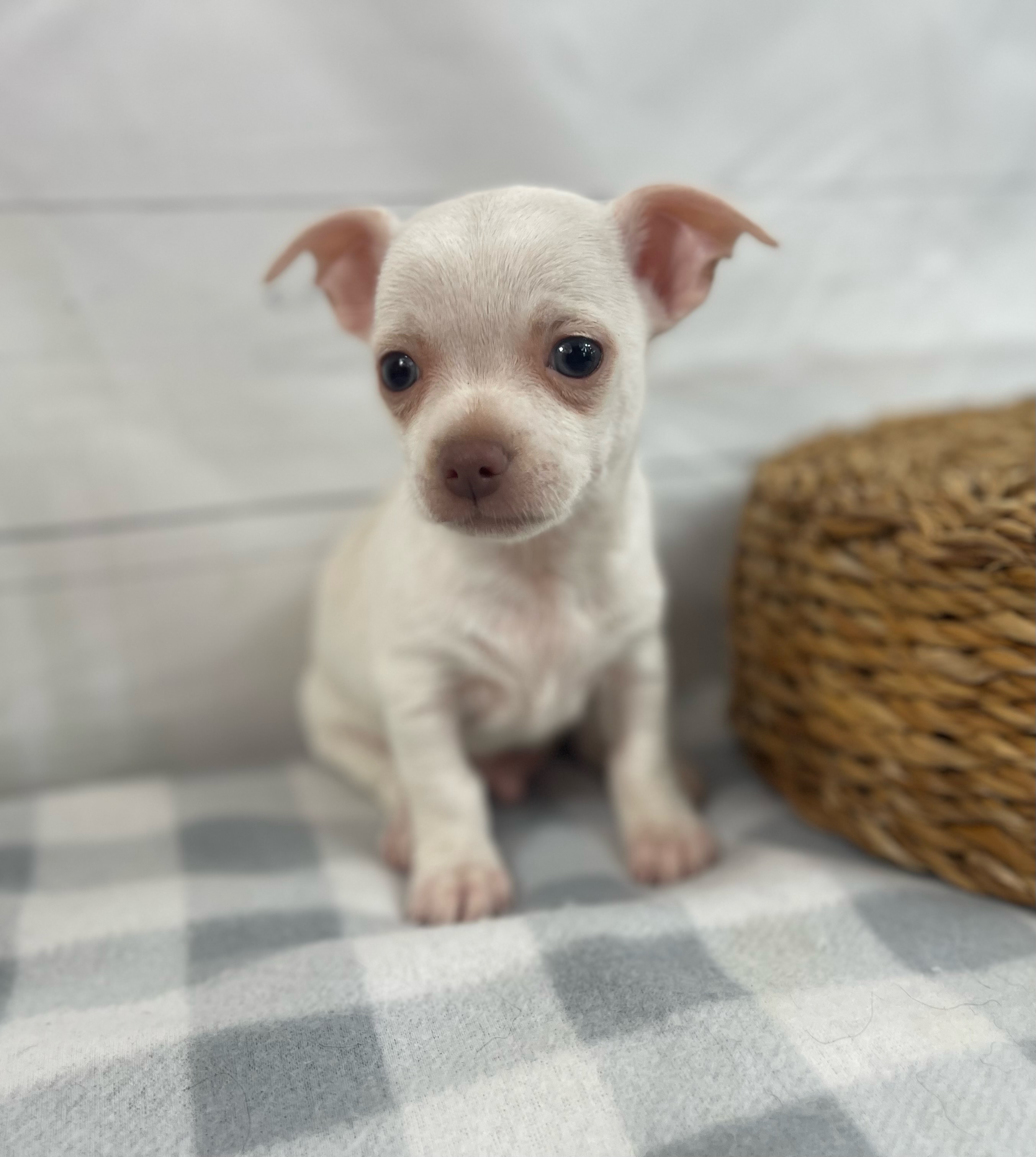 Alisa Breedlove Dog Breeder Available Puppies